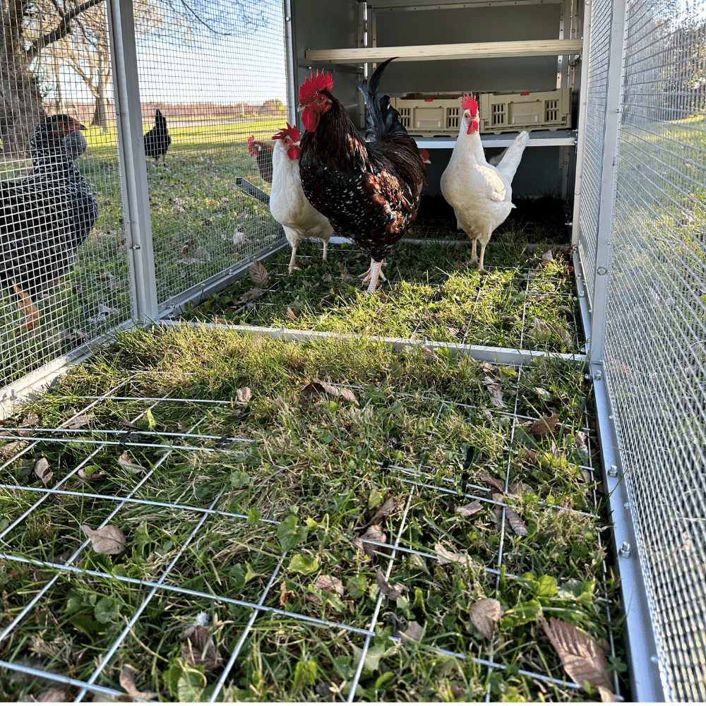 Galvanized Mesh Floor for Chicken Coop