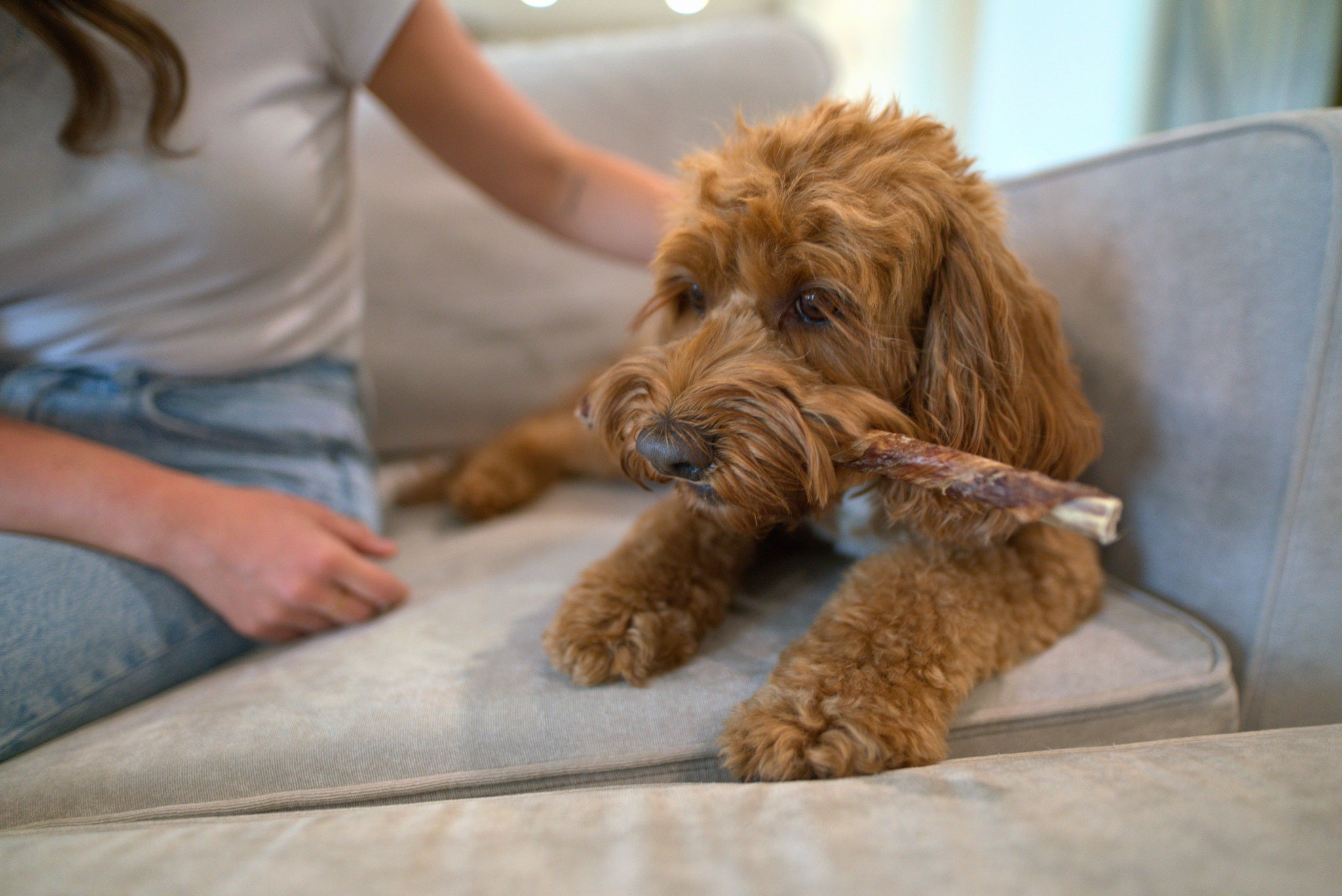 Single Ingredient Dog Treat - Jerky Wrapped Bully Stick 9"